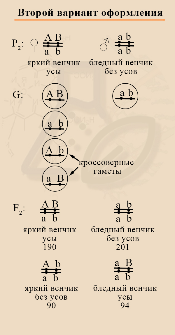 Способ оформления генетической задачи Генетические задачи в школе